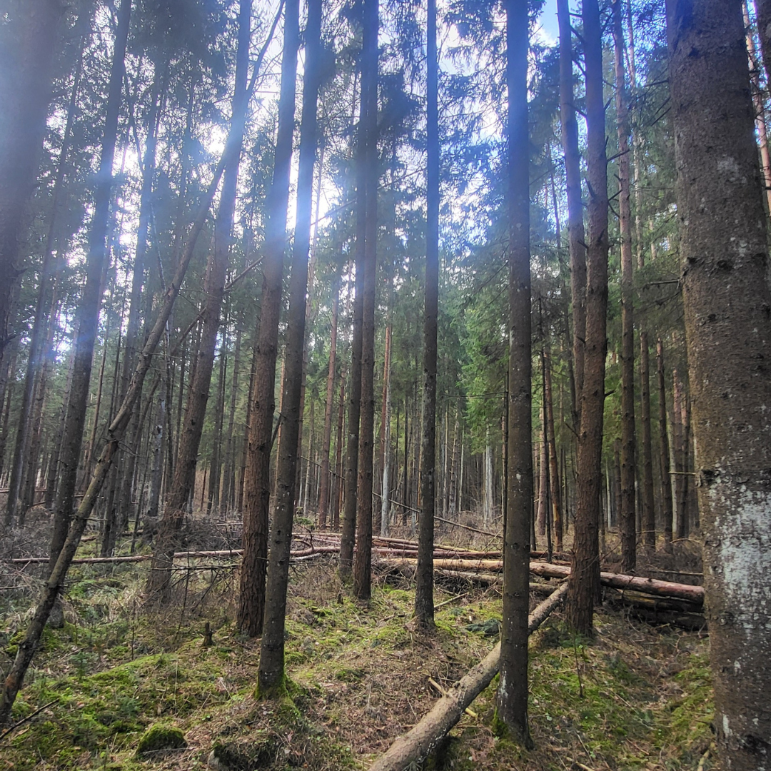 Pine Forest P7