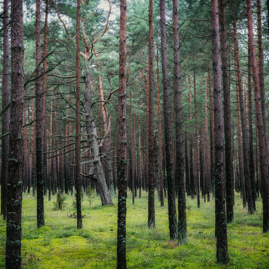 Pine Forest P3