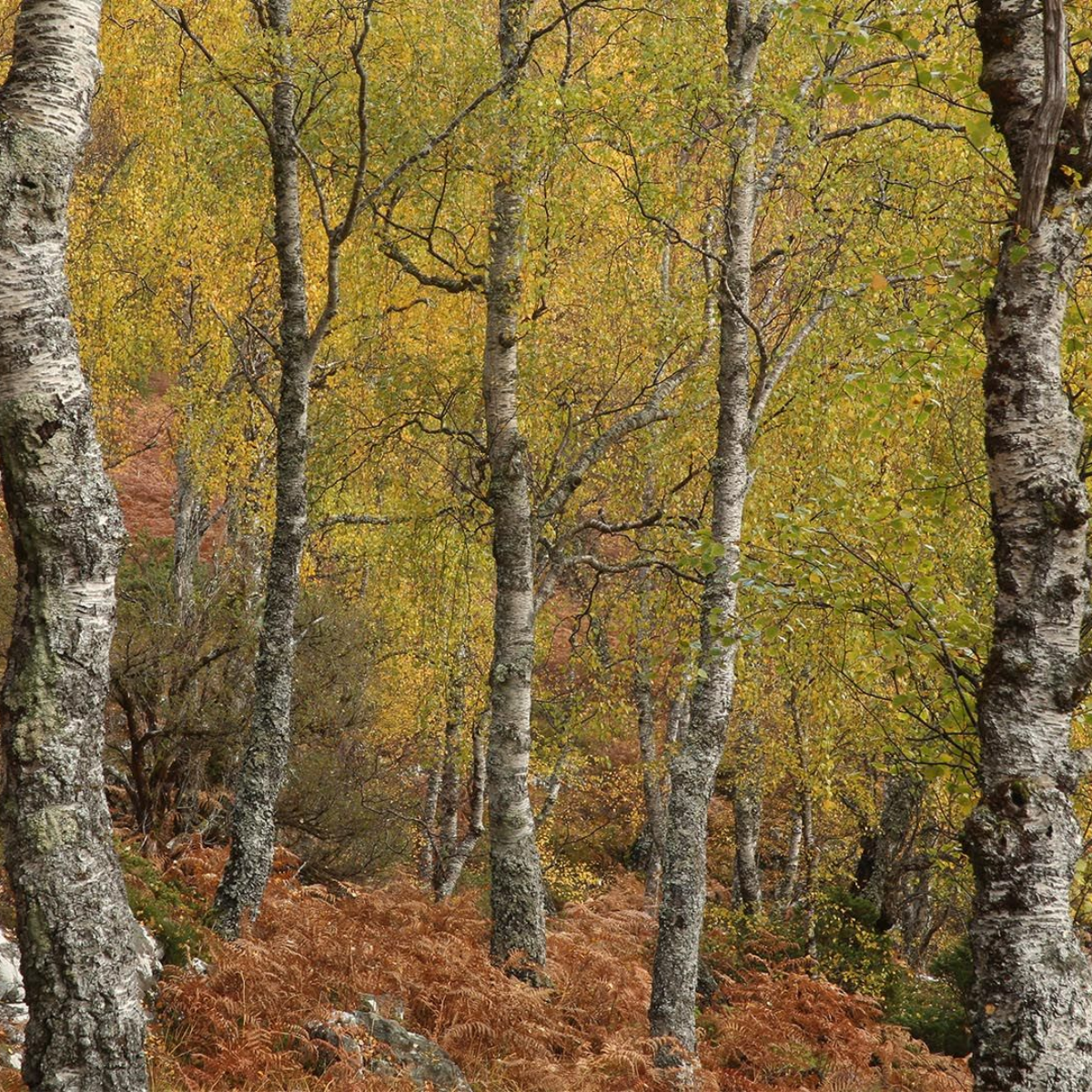 Birch Forest B2