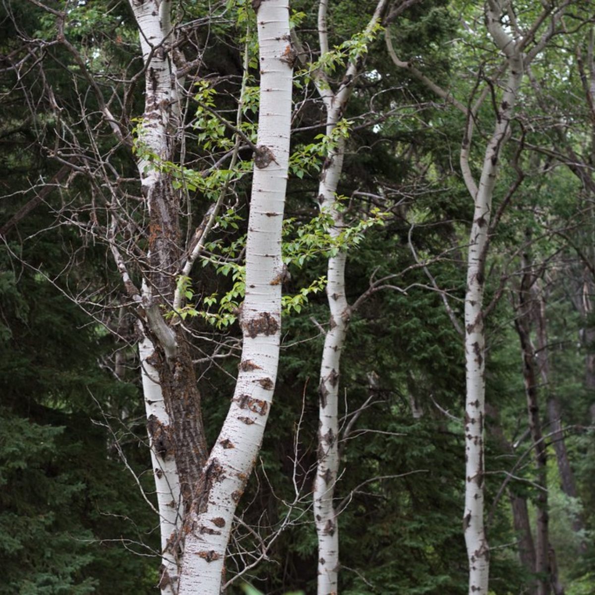 Birch Forest B2