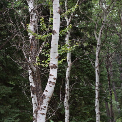 Birch Forest B2