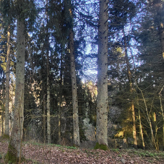 Eglynas E1