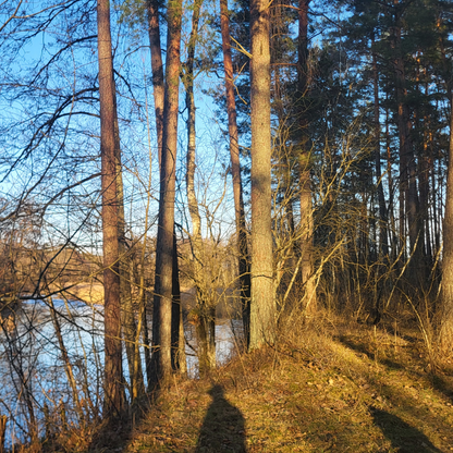 Pušynas P5