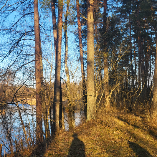 Pušynas P5
