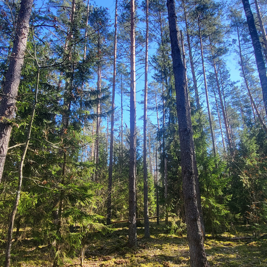 Pušynas P6